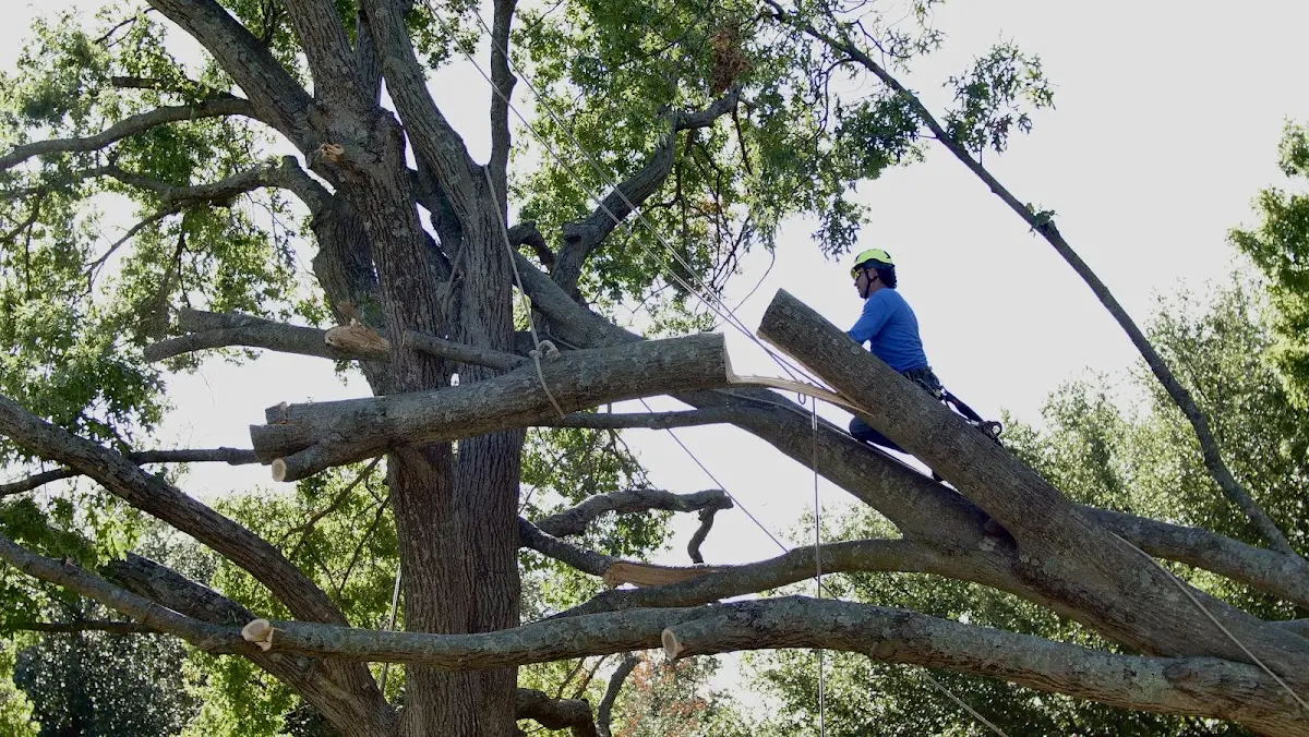 Professional Crown Thinning performed by certified arborists in Kincaid