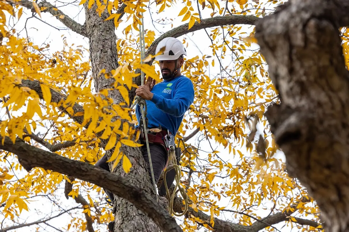 Skilled Tree Transplanting crew working in Kincaid
