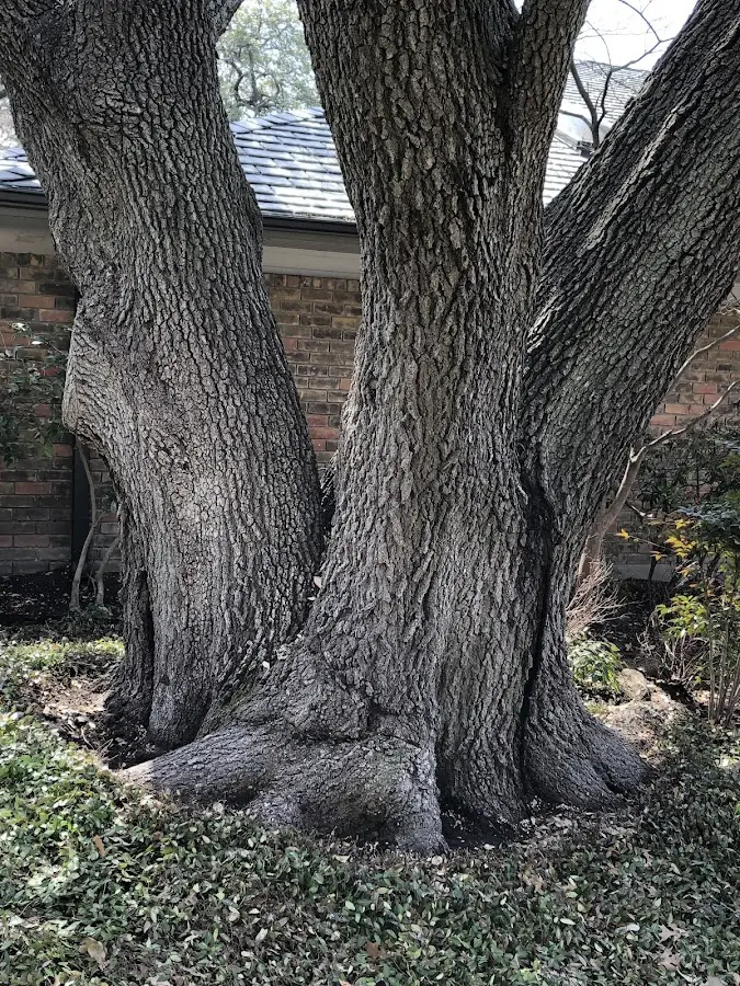 Mature heritage tree close to a Kincaid property cared for by certified arborists